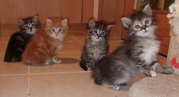 Reinrassige sibirische Waldkatzen Kitten