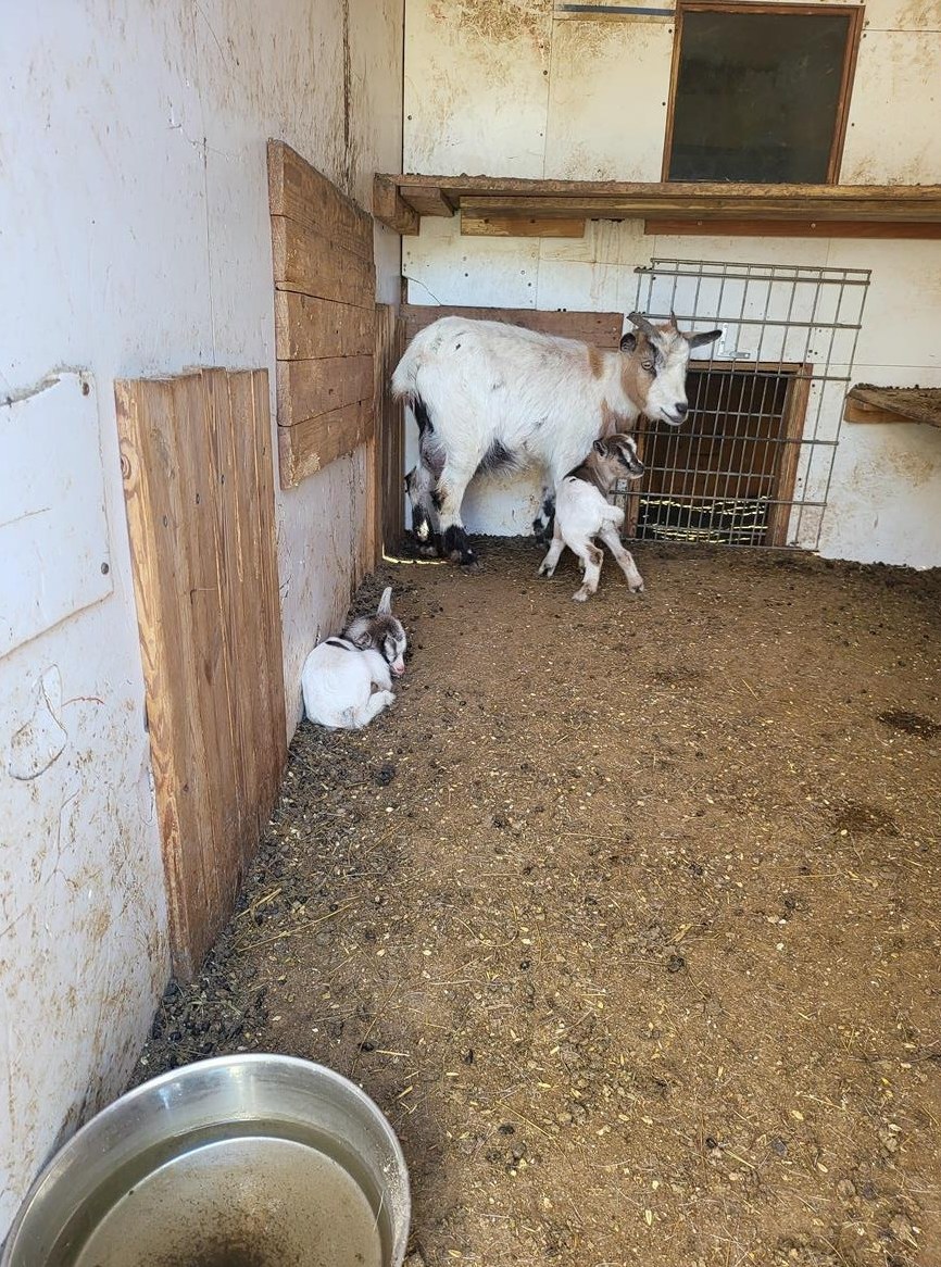 Zwergziege mit 2 Böckchen, ist sehr lieb