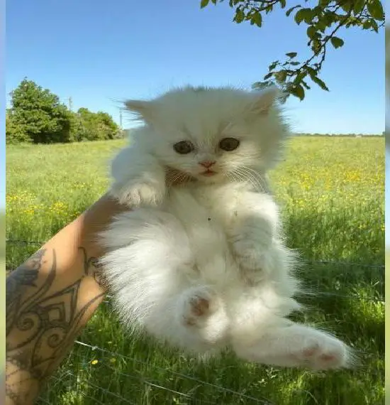 Britisch langhaarige kitten Kater