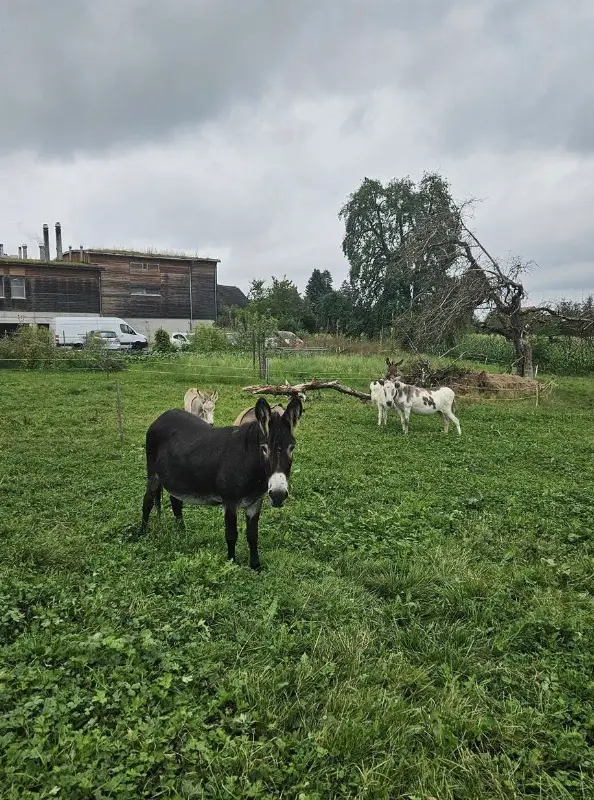 Diverse Esel, auch mit Fohlen zu verkaufen