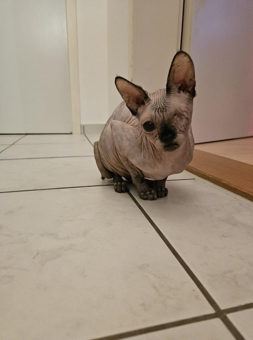 Sphynx Katze 2-jährig sucht ein liebes zuhause