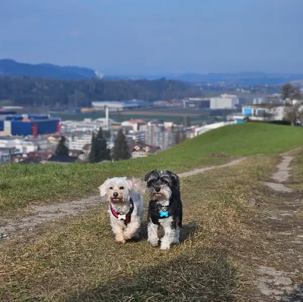 Hundebetreuung mit Herz