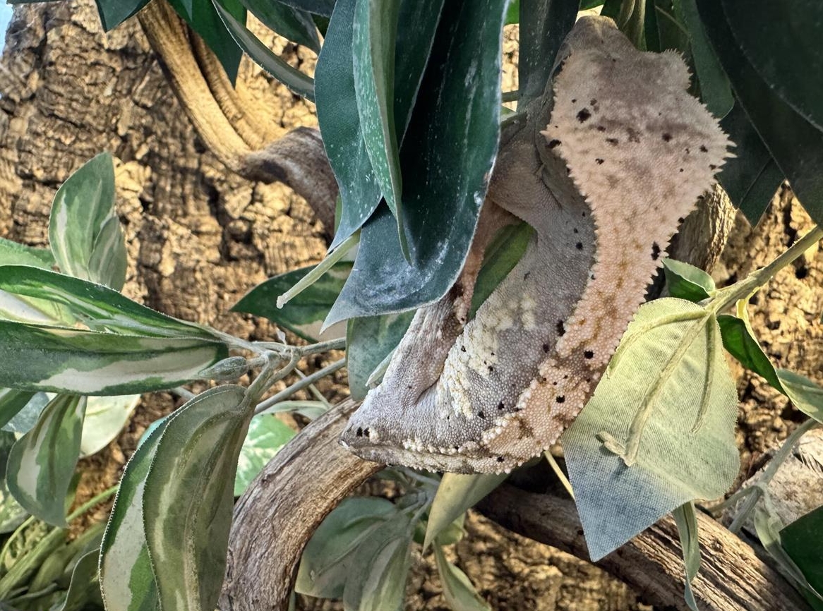 Wunderschöne Kronengecko Dame mit Terrarium