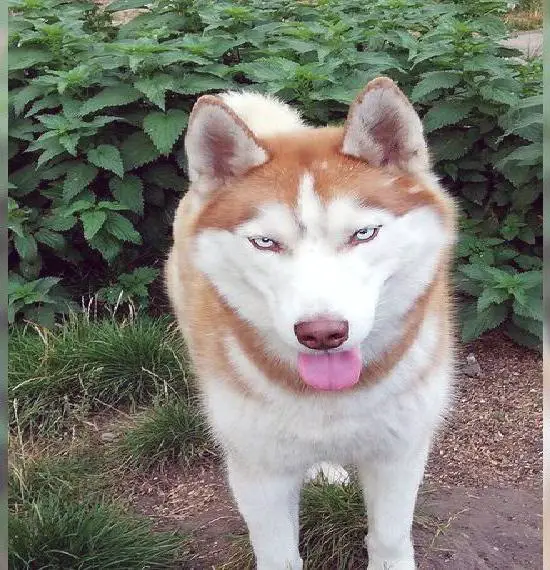 Siberian Husky sucht zu Hause