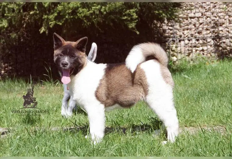 Echte reinrassige American Akita Hündin