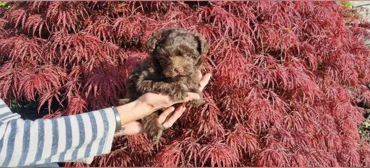 Bolonka Zwetna Welpen