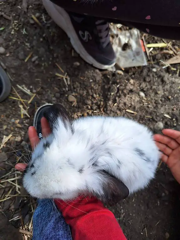 Französische widder abzugeben