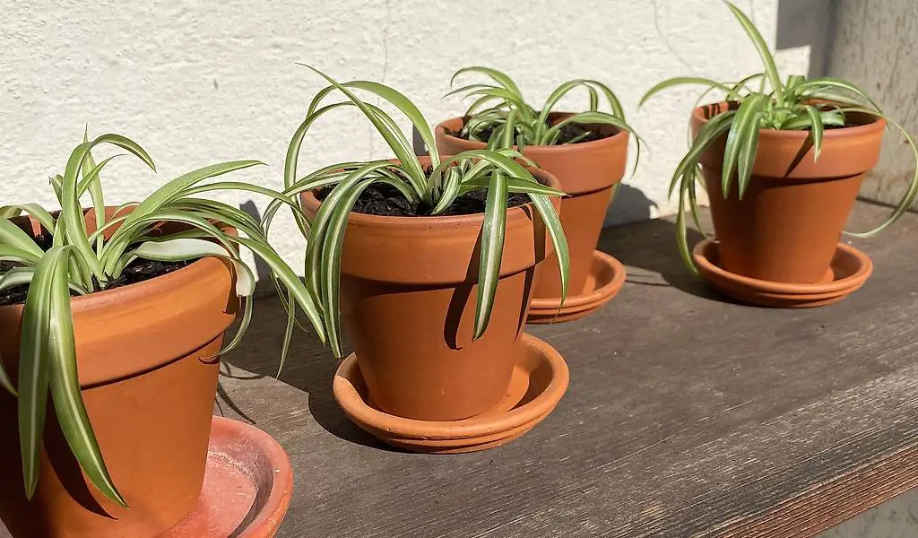 Zimmerpflanzen (Grünlilie) ikl. Töpfli