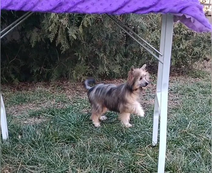 Chinesischer Schopfhund-Puderpuff. Mädchen.