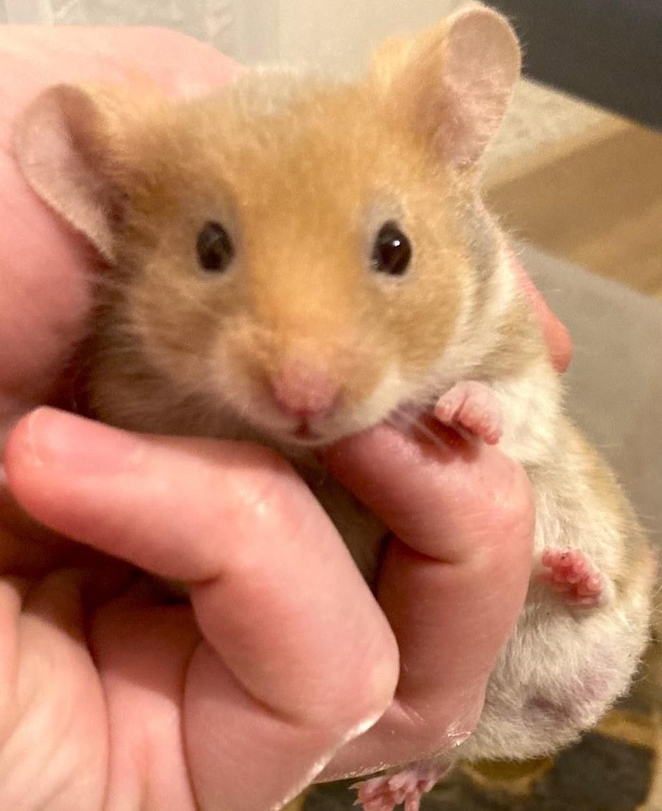 Junge Goldhamster, kurz- und langhaarig