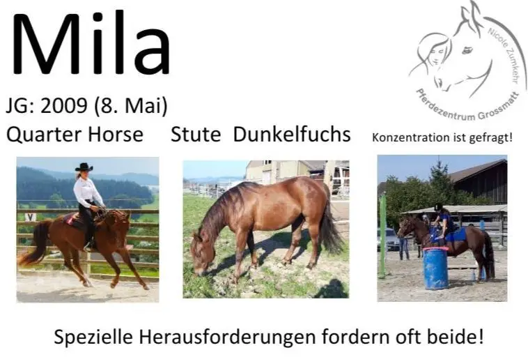 Beistellpferd, Quarter Horse Stute ans Futter