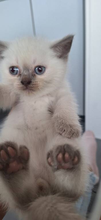 BKH reinrassig kitten