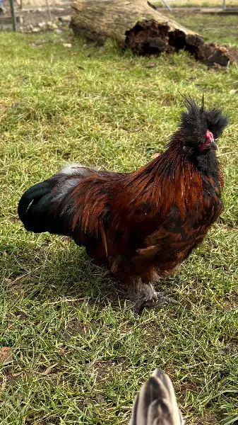 Zwergseidenhuhn Hahn