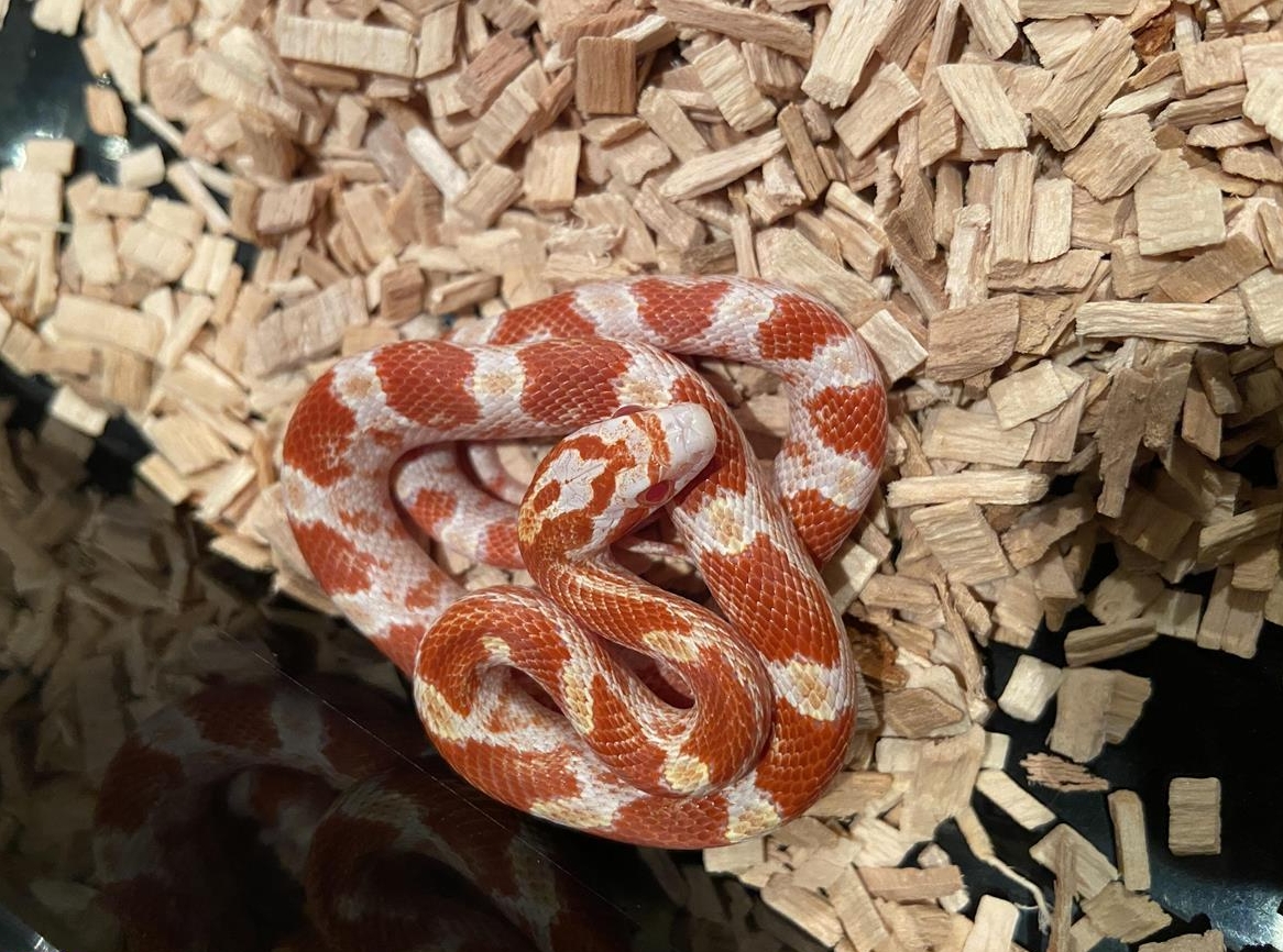 Kornnatter Jungtiere aus eigener Nachzucht