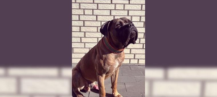 DringendCane Corso 4 Jahre Rüde