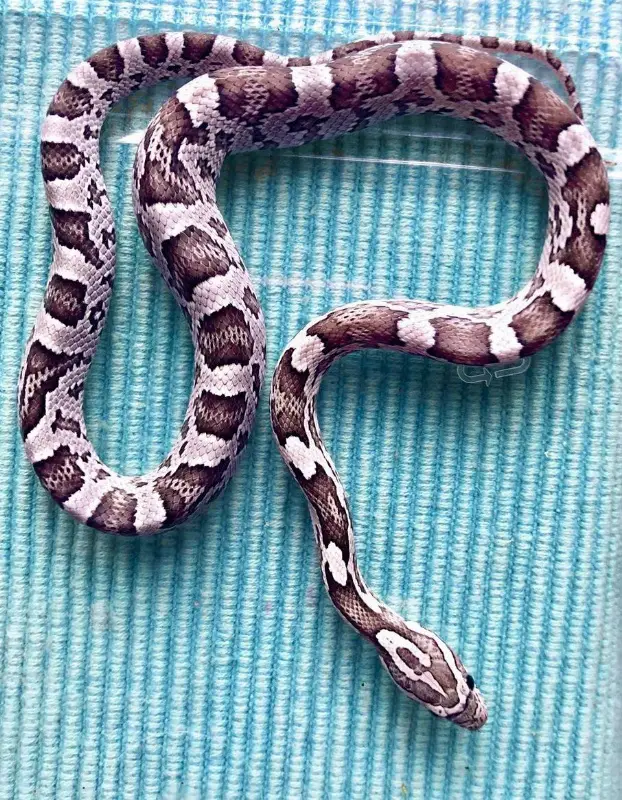 Kornnattern Anery Tessera & Classic