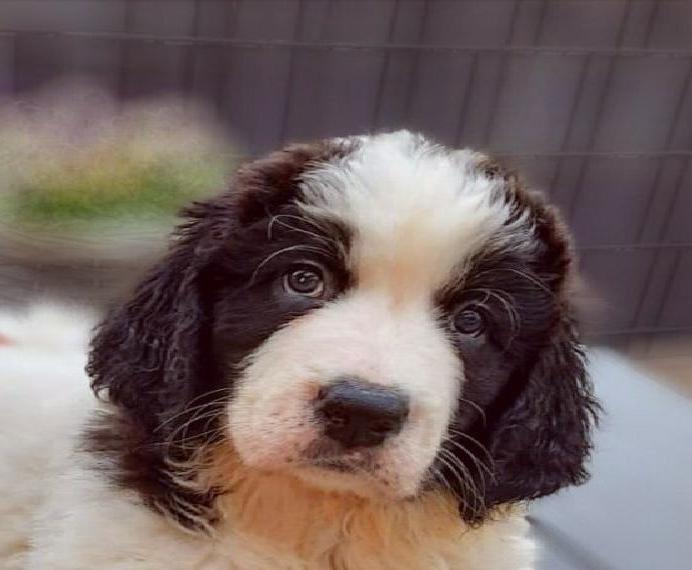 Landseer Nachwuchs vd Schwanenburg