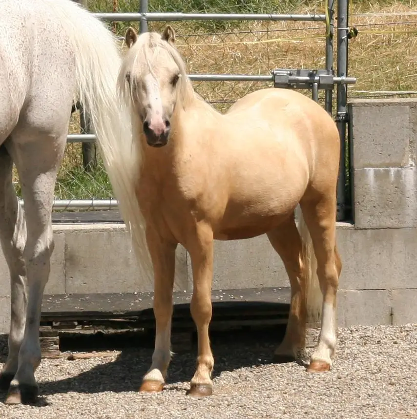 Tolles Pflegepony / Reitbeteiligung, Bucheggberg SO