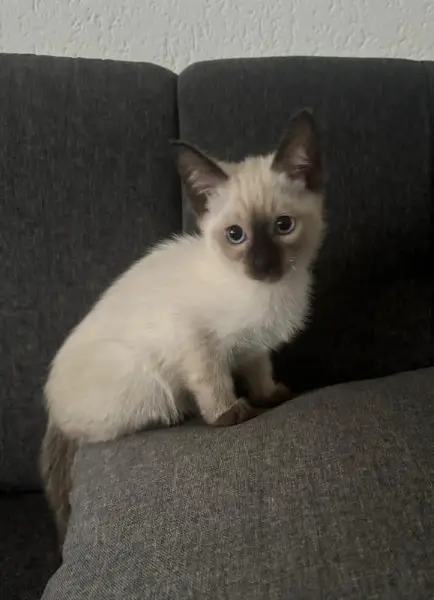 Reinrassiger Siamkater