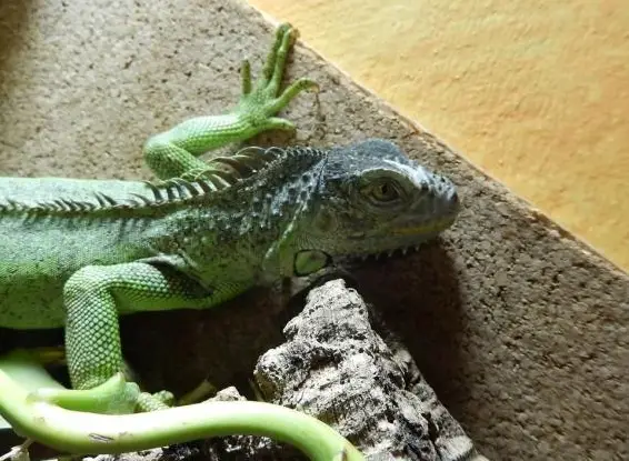 Terrarium-Besitzer sucht: 0.1 Grüner Leguan, Iguana iguana