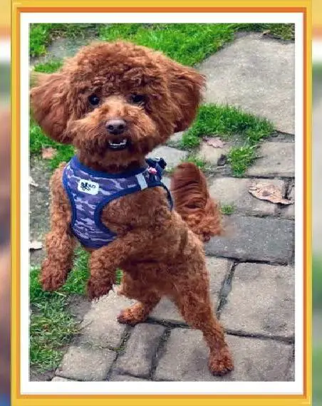 Pudel Toy Zwergpudel Rüde in seltenem dunkel rot (14 Monate) sucht neue Familie