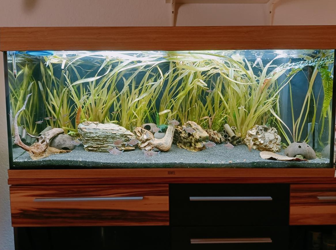 Schönes 240L Aquarium mit Untermöbel & Fische