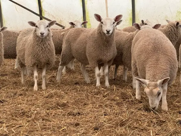 Zuchtschafe zu verkaufen