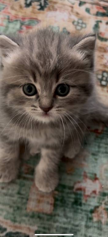 Sehr hübsche BKH Mädchen 2,5 Mt alt