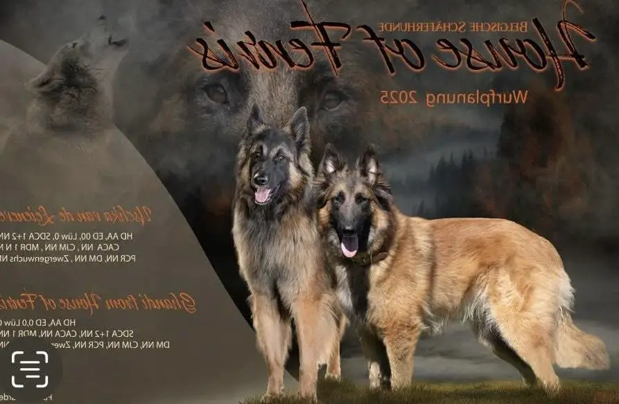 Tervueren Welpen Wurfankündigung