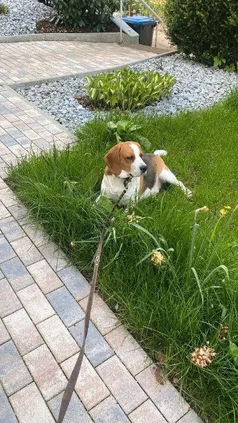 Beagle Rüde Abzugeben Beissvorfall