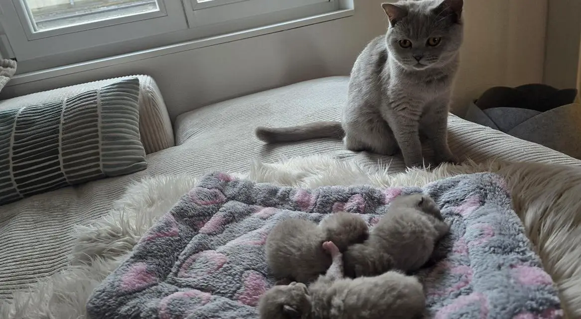 Britisch Kurzhaar Kitten suchen ein Zuhause