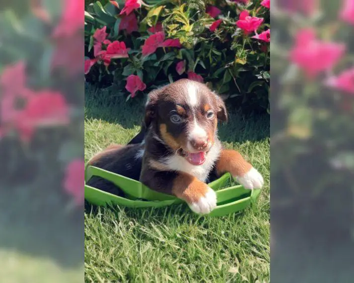 Appenzeller Sennenhunde Welpen in havannabraun m Stammbaum