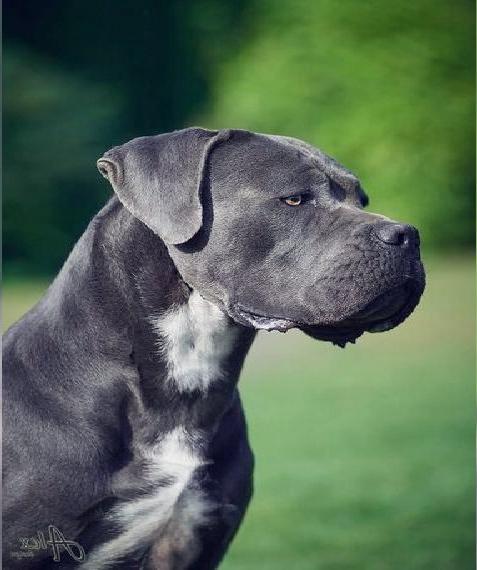 Cane Corso Welpen VDH/CCI/FCI