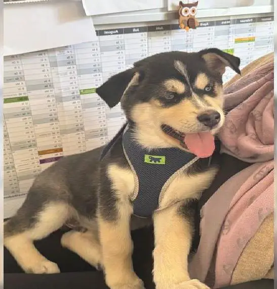 Sibirien Husky Welpen suchen ein neues Zuhause