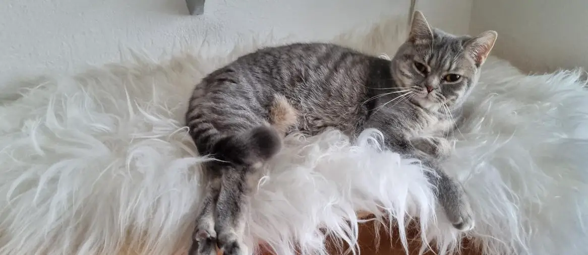 BKH/BLH Katzen weiblich zu verkaufen