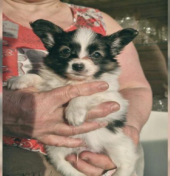 Reinrassige Papillon Welpen - Liebevoll in Familienhand aufgewachsen