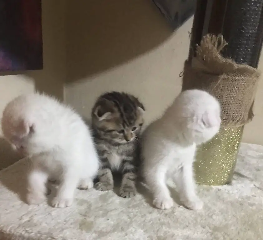 Gattini scottish foldd