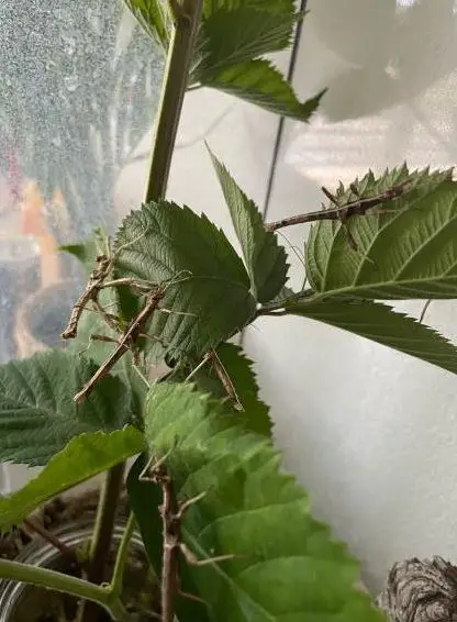 Stabheuschrecken, Sungaya inexpectatas zu verkaufen