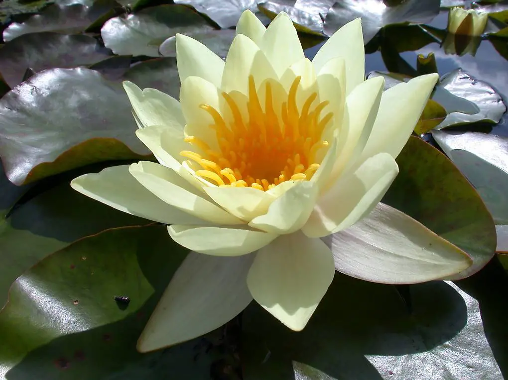 Seerose Teichpflanze Nymphaea "Marliacea Chromatella"
