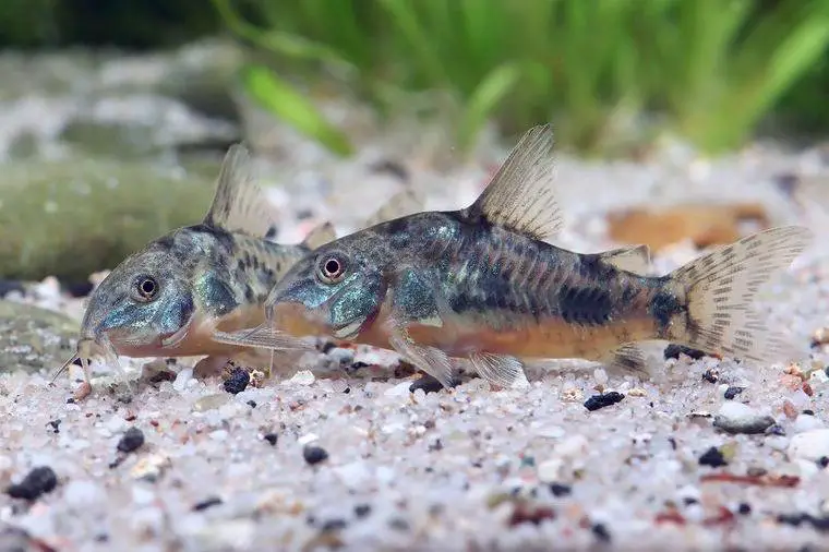 Marmorierter Panzerwels