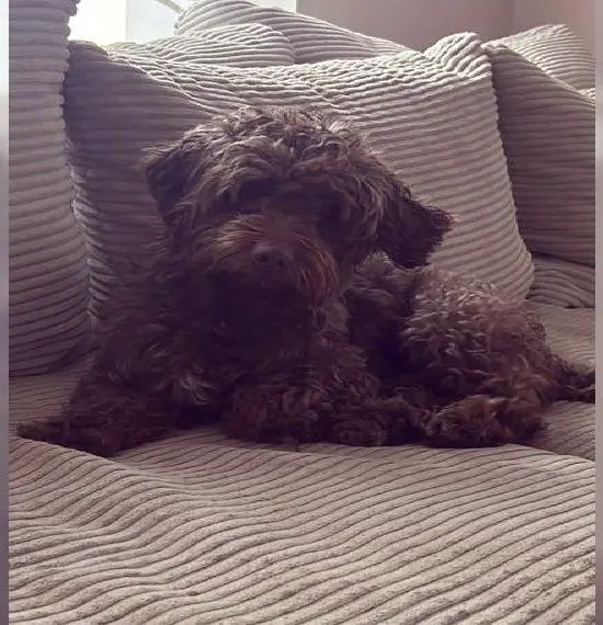 Bolonka Zwetna Rüde