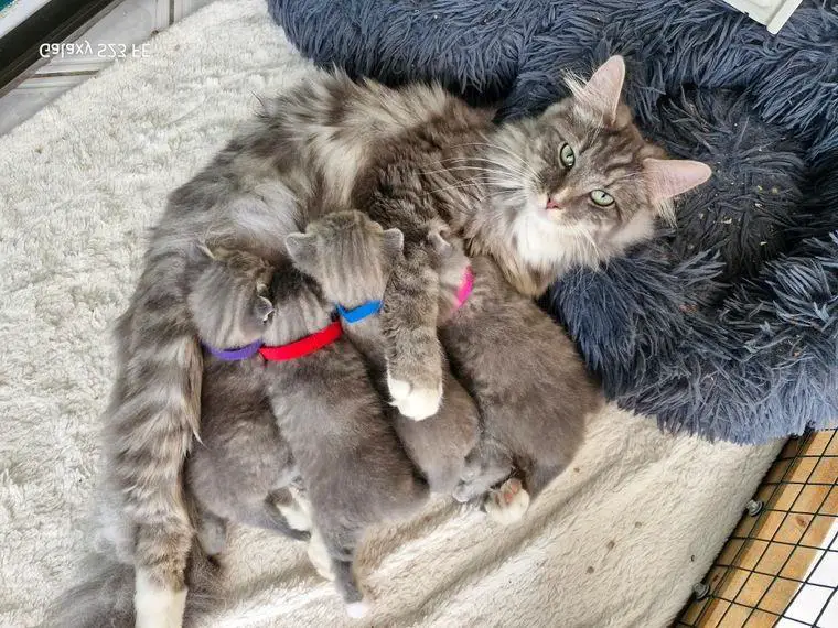 Norwegische-Waldkatze/BKH Babys suche ihr für immer zu Hause