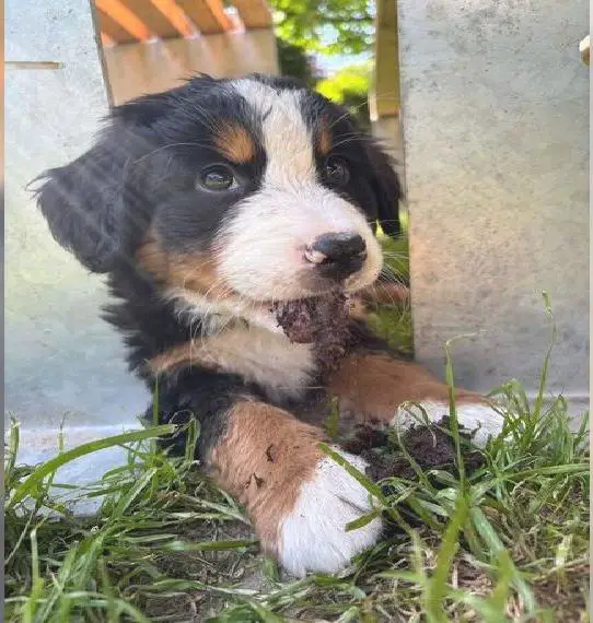 Bernersennen Welpen