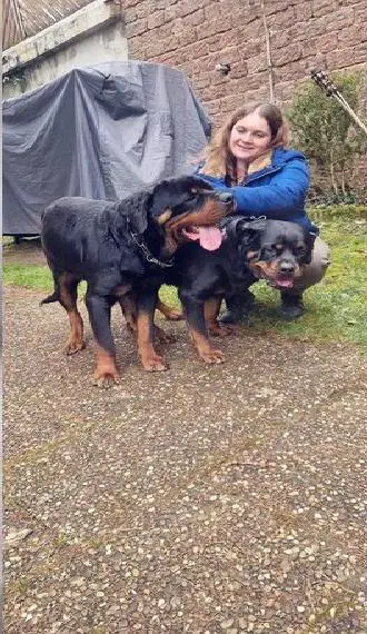 Rottweiler Welpen Ankündigung mit IHV Papieren