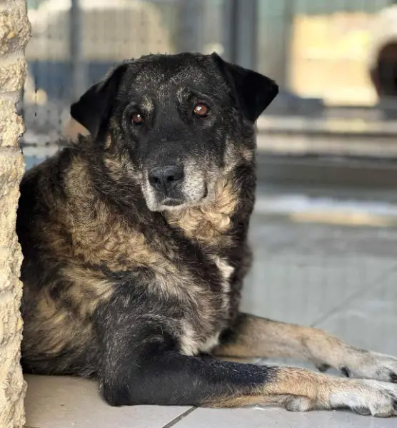 Liza, Mischlingshündin,11 Jahre z.zt. in Griechenland