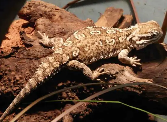 Kaufen Reptilien / Amphibien Nachzuchten