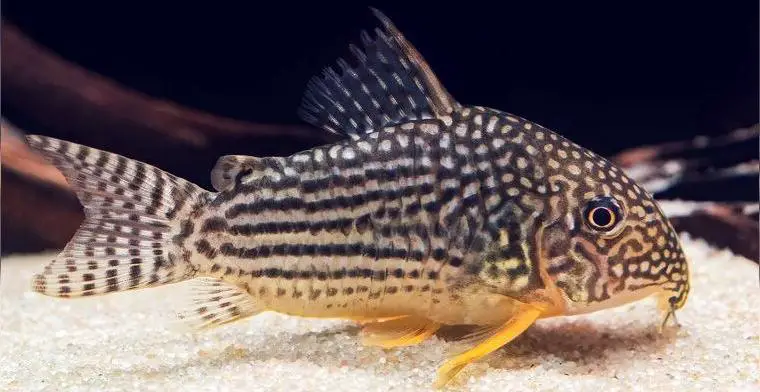 Corydoras Sterbai