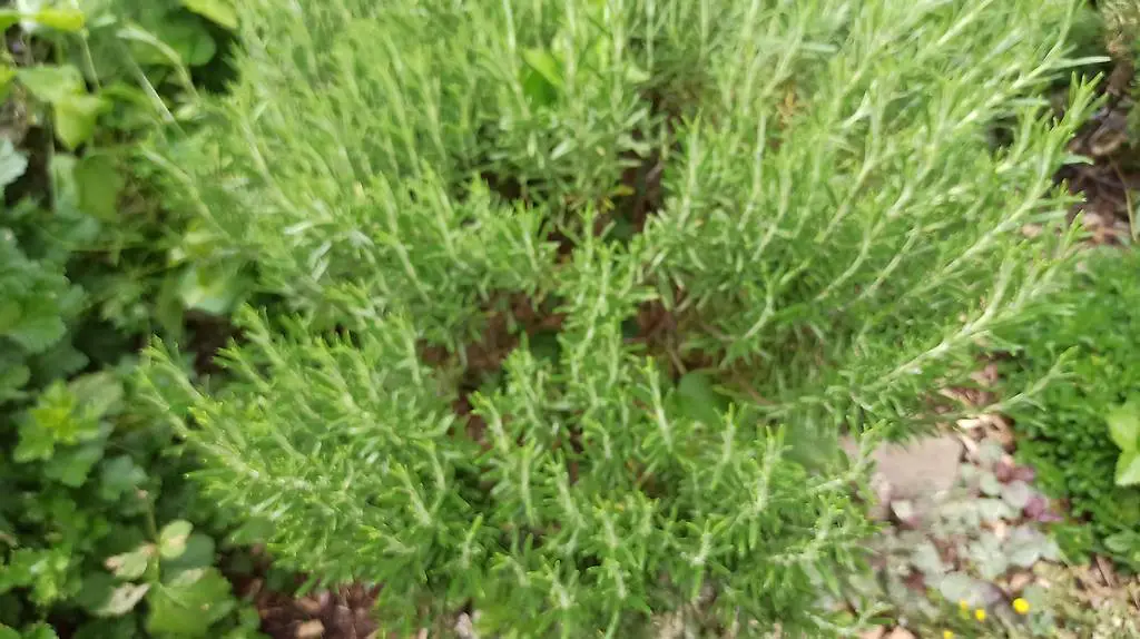 Grosser Rosmarinstrauch