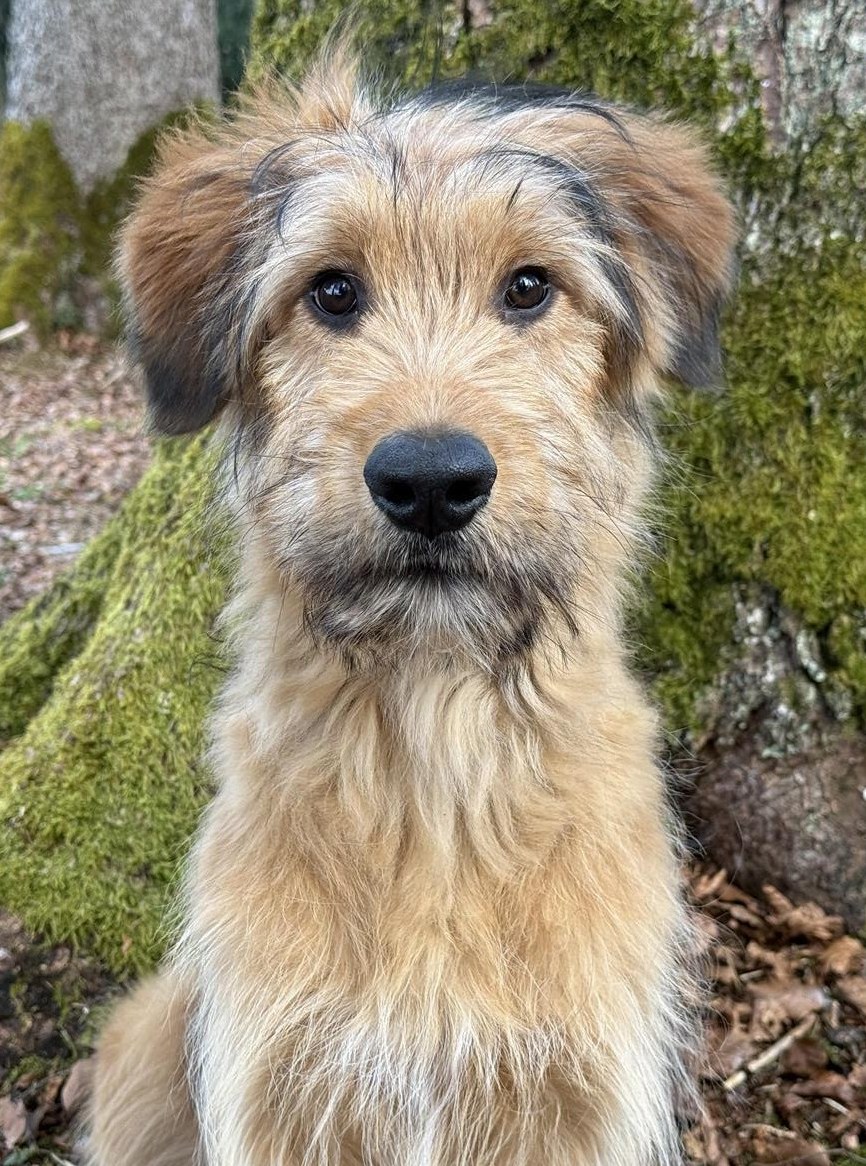 Wäller Jungrüde Zabbou sucht seine Herzensmenschen