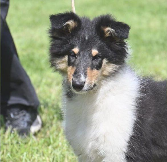 Traumhaft schöner Collie Rüde für Zucht/Show (FCI)